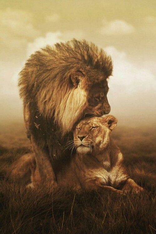 LION-AND-LIONESS-LOVE.jpg