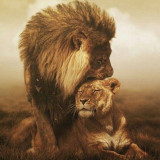 LION-AND-LIONESS-LOVE