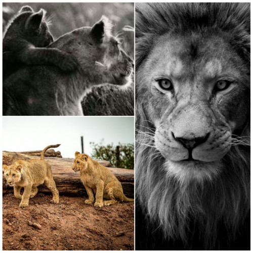 LION-COLLAGE.jpg