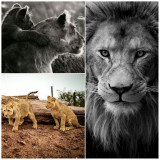 LION-COLLAGE