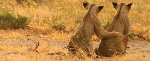 LION CUB FRIENDS