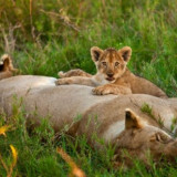 LION-CUB-ON-LIONESS