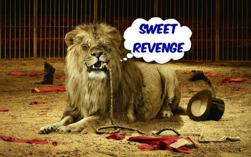 LION-SWEET-REVENGE.jpg