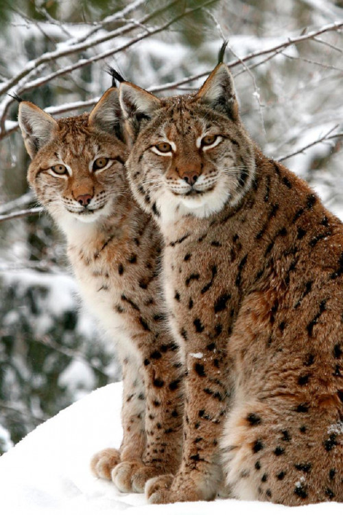 LYNX IN SNOW