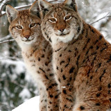 LYNX-IN-SNOW