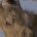 Lioness-drinking-gif488a0393f119c080