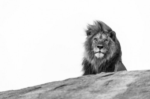 MALE-LION-BW.jpg