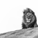 MALE-LION-BW