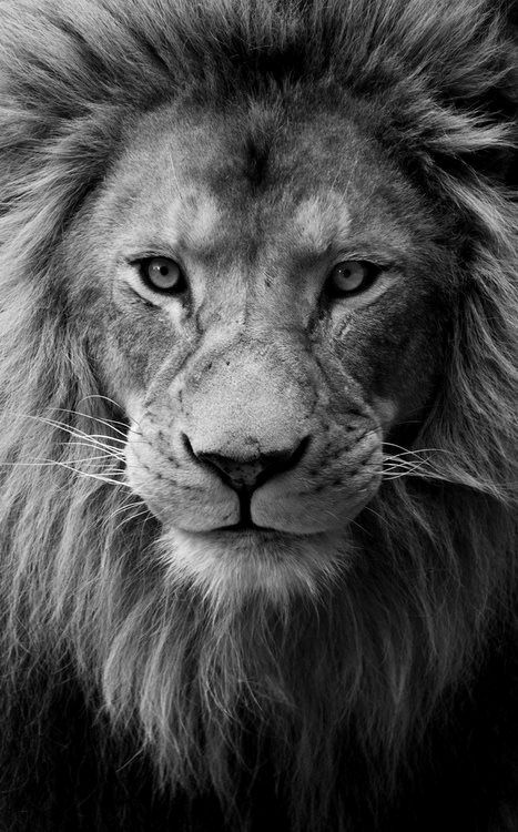 MALE-LION-FACE-CLOSE-UP-BW.jpg