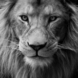 MALE-LION-FACE-CLOSE-UP-BW