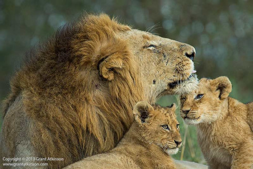 MALE-LION-WITH-CUBS.jpg
