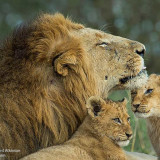 MALE-LION-WITH-CUBS