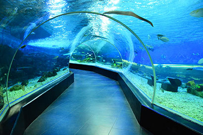 70% Off Manila Ocean Park Promo with Buffet