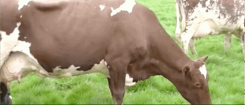 Milkforfarmers1.gif