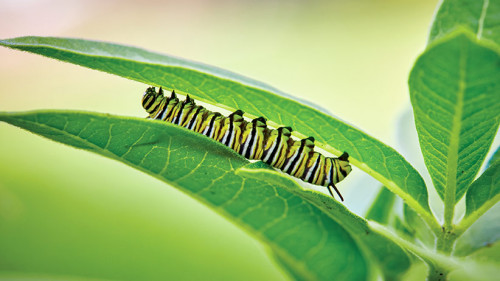 If you want to help in the decline of the monarch butterfly population, a Milkweed Plant is a solution. Grow these beauties and see many of them fluttering in your garden making a delightful scene. https://www.gardengatemagazine.com/articles/how-to/start-seeds/how-to-harvest-and-plant-milkweed-seeds