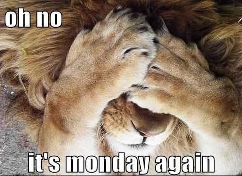 Monday-again-lion-covers-face.jpg