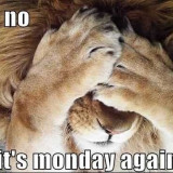 Monday-again-lion-covers-face