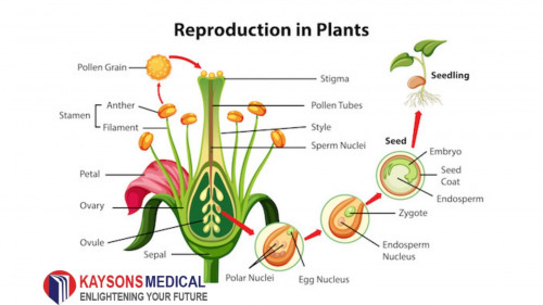 NEET-Reproduction-in-Plants-chapters.jpg