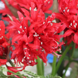 NERINE-LILY-2