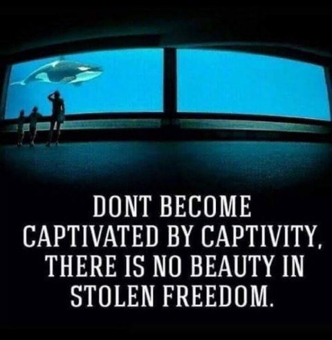 NO-ANIMAL-CAPTIVITY.jpg