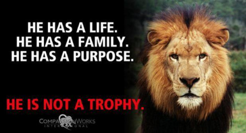 NOT A TROPHY LION
