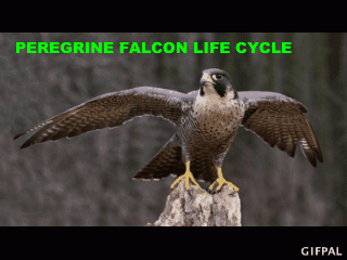 Nojus Peregrine Falcon Life Cycle
