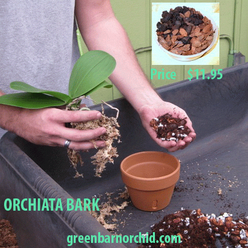 Shop orchid mixes online at a low price in Florida from Green Barn Orchid Supplies. Here you can find all varieties of orchid mixes for your orchids. For more product details call now at 561-499-2810 or visit our website: http://shop.greenbarnorchid.com/category.sc?categoryId=2