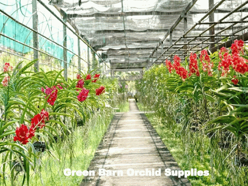 Orchid Nursery