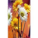 PC25690ea0adff5bc4a6f
