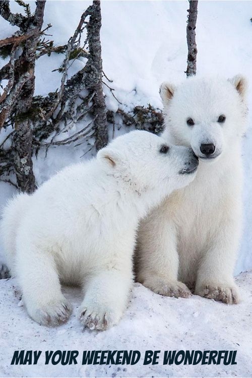 POLAR-BEAR-CUBS-WEEKEND.jpg