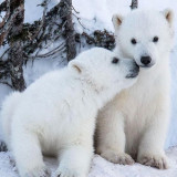 POLAR-BEAR-CUBS-WEEKEND