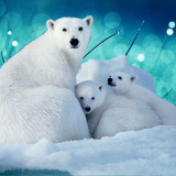 POLAR-BEAR-MAMA-AND-CUBS-SNOW-BLUE-SMALL