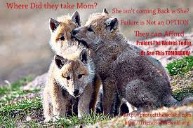 PROTECT-WOLVES-NOW.jpg