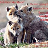 PROTECT-WOLVES-NOW