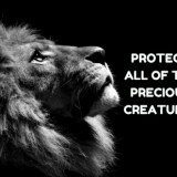 PROTECTALL-OF-THEPRECIOUSCREATURES