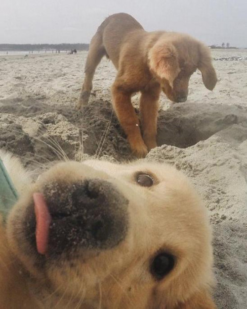 PUPPIES-AT-BEACH.jpg