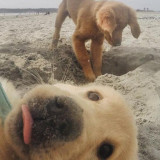 PUPPIES-AT-BEACH