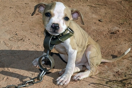 PUPPY-CHAINED.jpg