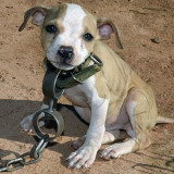 PUPPY-CHAINED