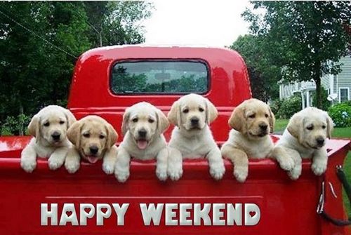 PUPPY-HAPPY-WEEKEND.jpg