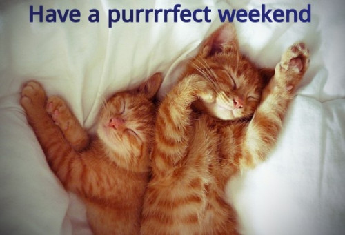 PURRFECT-WEEKEND.jpg