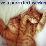 PURRFECT-WEEKEND