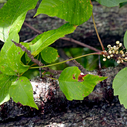 Get rid of Poison ivy Plant in your garden, with the tips at Garden Gate magazine. These are easy to follow tips that will help you locate these plants. They grow in wooded, moist, and wet areas. https://www.gardengatemagazine.com/articles/how-to/deal-with-pests/poison-ivy-lookalikes/