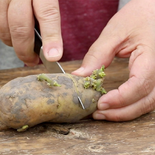 Potato-Plant.jpg