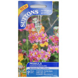 Primula-Candelabra-Hybrid-Mix-set-of-1-1