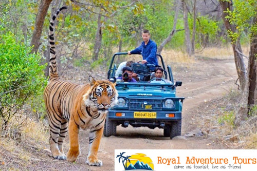 Royal Adventure Tours are the right place to be in while looking for such Ranthambore tour packages that would allow you to enter the market world of the destination for spending a reasonable amount from your pocket on something worth.

For more info:- https://www.royaladventuretours.com/ranthambore-tour-packages.php