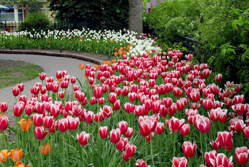 If you want to add some show-stopping colors in your garden, these red flowers are the best bet. These flowers make a great show when grown as a border in your garden and added in a corner. https://www.gardengatemagazine.com/articles/flowers-plants/plant-guide/plants-with-red-flowers-and-foliage/