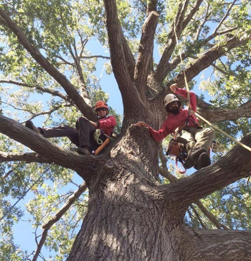 Specialized Tree Care
Miami, FL
(786) 718-2443