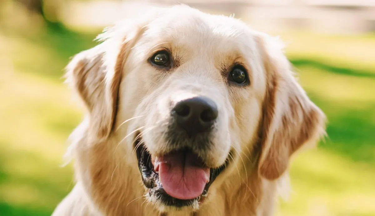 chubby golden retriever puppy