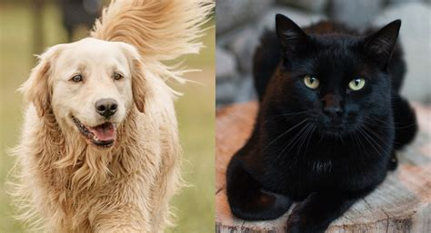 black cat and golden retriever energy meaning